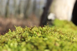 Friedwald Bestattung Berlin
