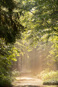 Friedwald im Norden von Berlin